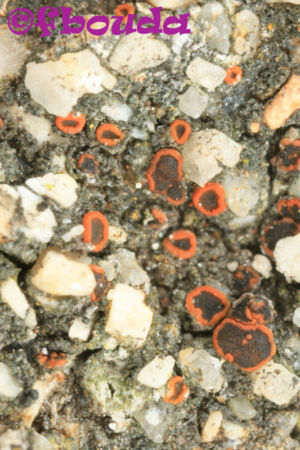 Caloplaca albolutescens01